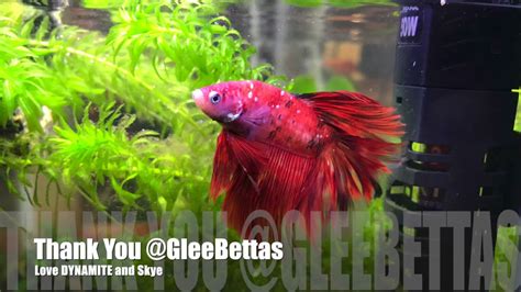 how to order betta fish from thailand|How to Import Betta Fish from Thailand .